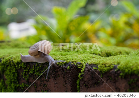 Close up snail on moss mat 40205340