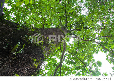 forest trees nature green wood forest trees nature green wood 40205341