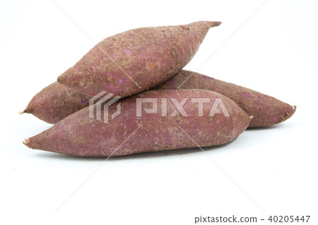 tapioca plants cassava closeup isolated 40205447