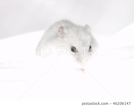 Pearl White Hamster Pearl White Hamster 40206147