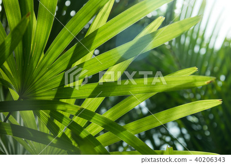 Palm leaves texture with shadow Palm leaves texture with shadow 40206343