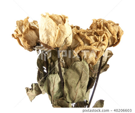 dried rose isolate dried rose isolate 40206603