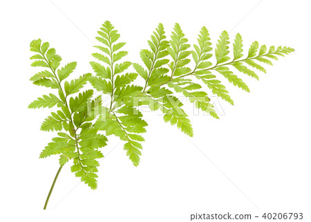 fern isolated 40206793