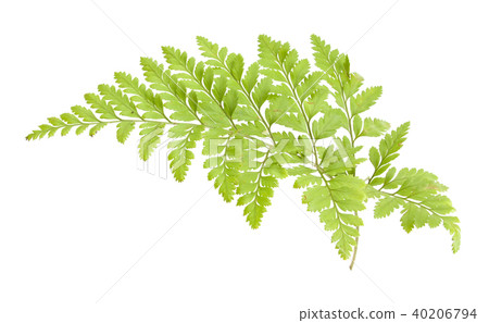 fern isolated 40206794