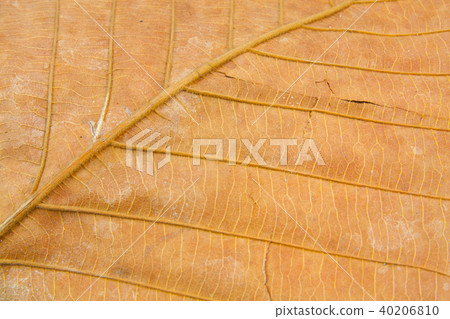 Dry leaf texture Dry leaf texture 40206810