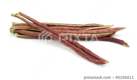 purple bean isolated 40206811