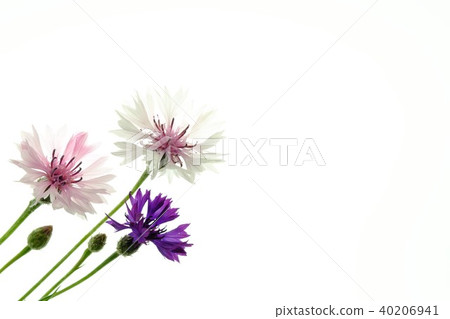 矢車菊 40206941