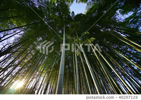 Bamboo grove Bamboo grove 40207128