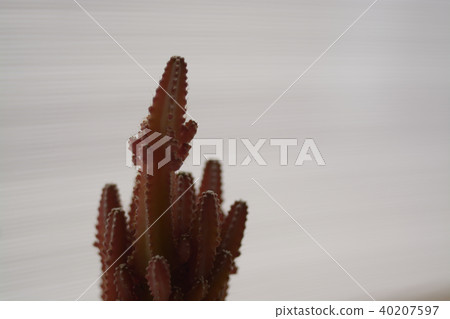 Beautiful cactus as background Beautiful cactus as background 40207597