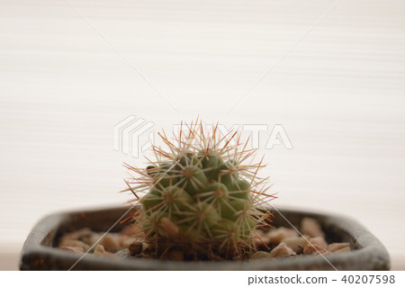 Beautiful cactus as background Beautiful cactus as background 40207598