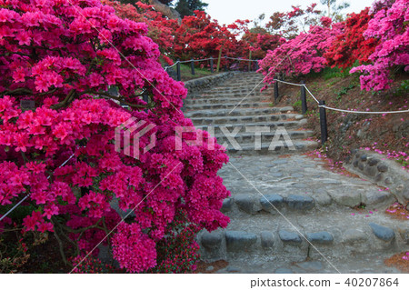 Azalea Azalea 40207864