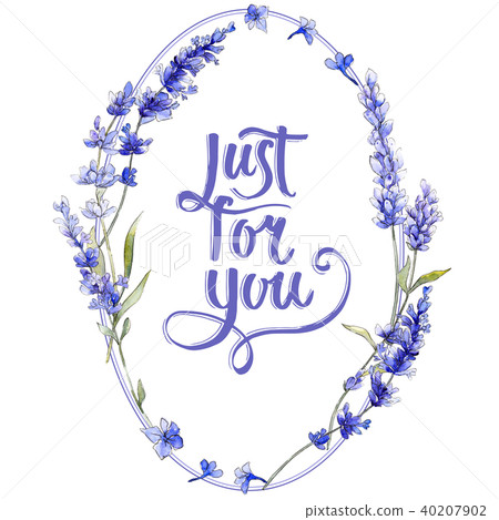 Violet lavender. Floral botanical flower. Wild spring leaf wildflower isolated. Violet lavender. Floral botanical flower. Wild spring leaf wildflower isolated. 40207902