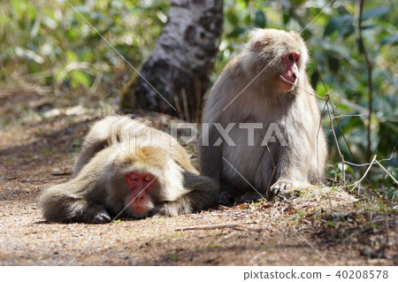 Japanese monkey Japanese monkey 40208578