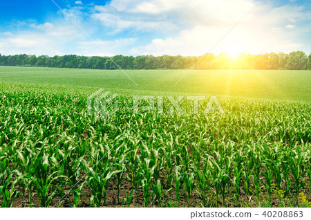 Green field with corn. Blue  sky and sunrise . 40208863