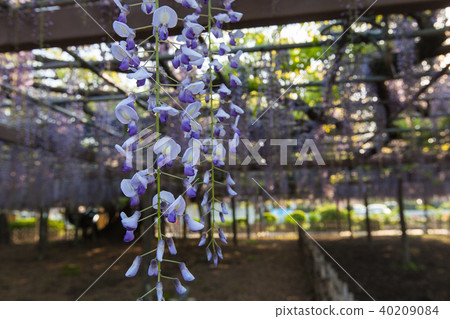  Wisteria flowers 40209084