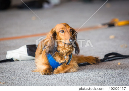 Cute dachshund brown dog laying along on the ground 40209437