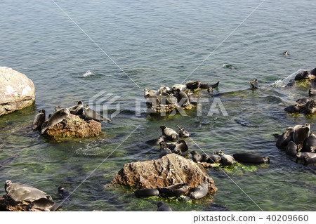 Baikal seals lie on rocks on the Ushkan Islands Baikal seals lie on rocks on the Ushkan Islands 40209660