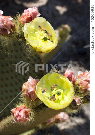 Cactus flower Cactus flower 40209936