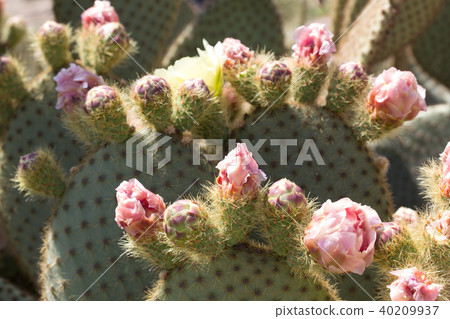 仙人掌花 40209937