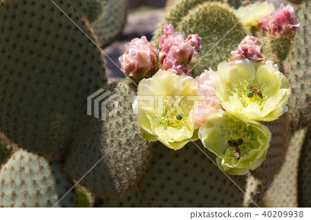 仙人掌花 40209938