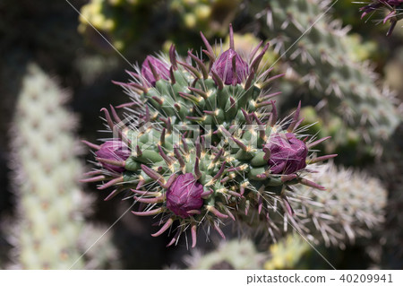 Cactus flower 40209941