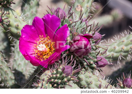 Cactus flower 40209942