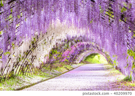 Kawachi Fujien Fuji's tunnel Kawachi Fujien Fuji's tunnel 40209970