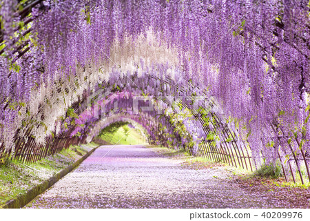 Kawachi Fujien Fuji's tunnel Kawachi Fujien Fuji's tunnel 40209976