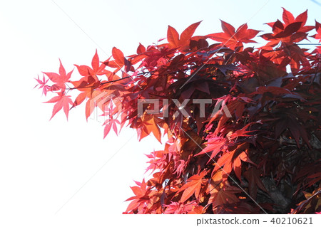 Scenery of Maple Scenery of Maple 40210621