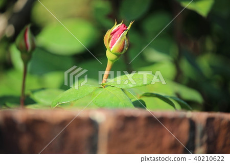 Roses red Roses red 40210622