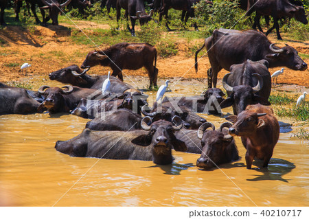 Safari day, group of buffaloes Safari day, group of buffaloes 40210717