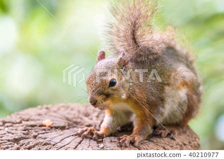 日本灰鼠Inokashira自然文化庭院 40210977