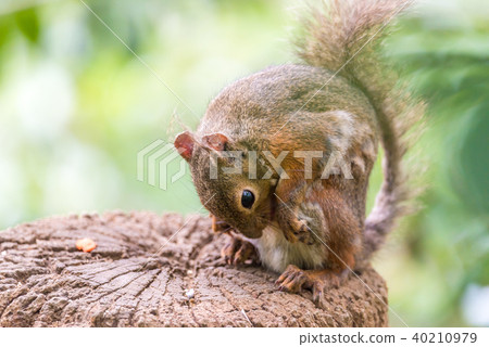 日本灰鼠Inokashira自然文化庭院 40210979