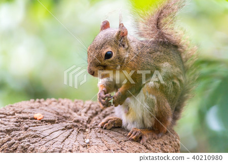 日本灰鼠Inokashira自然文化庭院 40210980