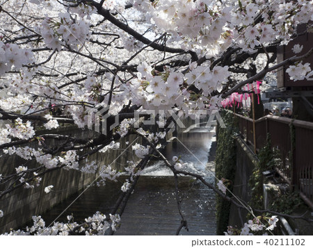 Cherry blossoms of Meguro River 40211102