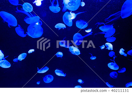 jellyfish jellyfish 40211131