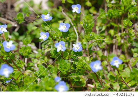 Persian speedwell 40211172