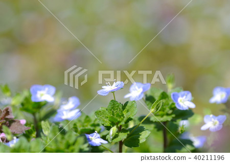 Persian speedwell Persian speedwell 40211196