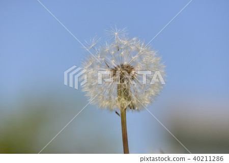 Dandelion hair 40211286