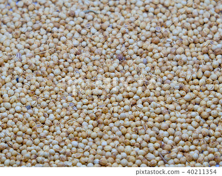 Pile of coriander seeds. 40211354