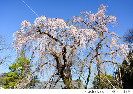 Tadamaki Zakura of Tsurumaki West Park Tadamaki Zakura of Tsurumaki West Park 40211359