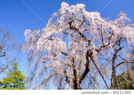 Tadamaki Zakura of Tsurumaki West Park Tadamaki Zakura of Tsurumaki West Park 40211360