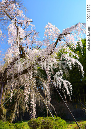 Tadamaki Zakura of Tsurumaki West Park Tadamaki Zakura of Tsurumaki West Park 40211362