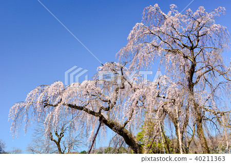 Tsurumaki West Park的Tadamaki Zakura Tsurumaki West Park的Tadamaki Zakura 40211363