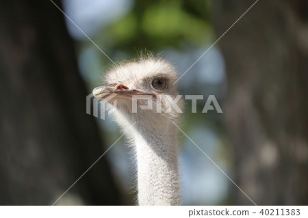 Ostrich 40211383