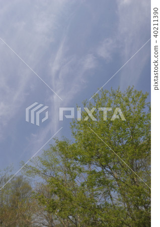 天空和新鮮的綠色 天空和新鮮的綠色 40211390