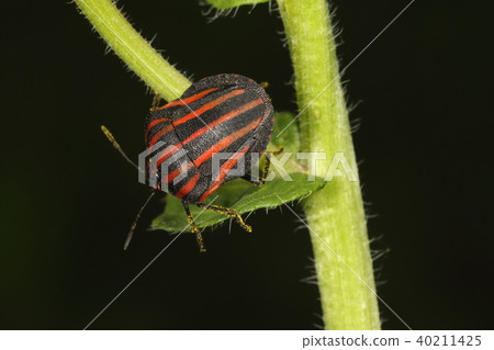 Creatures Insect Akasuji, a beautiful vertical stripe pattern reminiscent of a football uniform Creatures Insect Akasuji, a beautiful vertical stripe pattern reminiscent of a football uniform 40211425