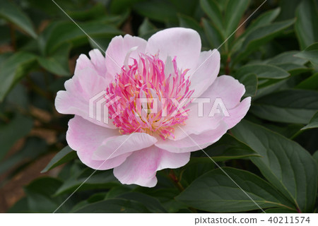 牡丹（Dotel） 40211574