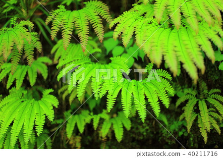 Fern 40211716