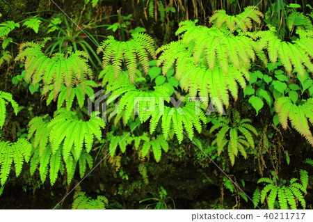 Fern 40211717